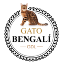 Gato Bengali GDL