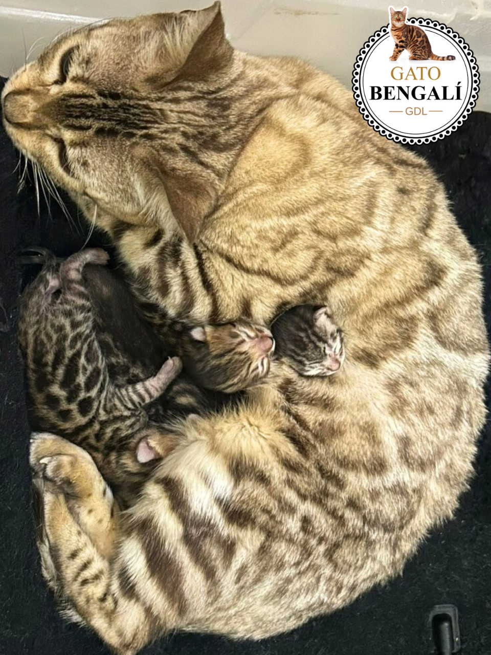 1. Camada de Fiona y Leo - Imagen 3