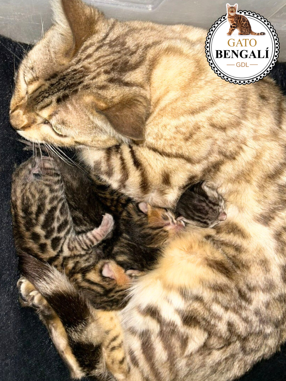 1. Camada de Fiona y Leo - Imagen 2