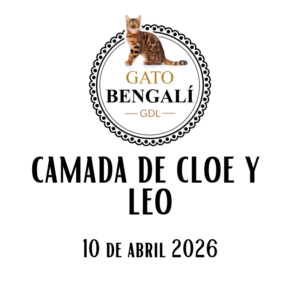 3. Camada de Cloe y Leo
