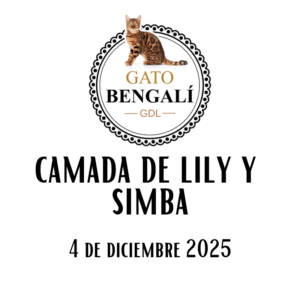 1. Camada de Lily y Simba (Color Silver)