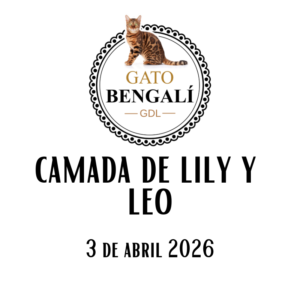 2. Camada de Lily y Leo
