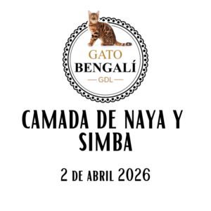 1. Camada de Naya y Simba