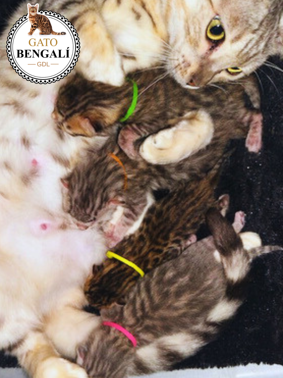 2. Camada de Nieve y Leo - Imagen 3