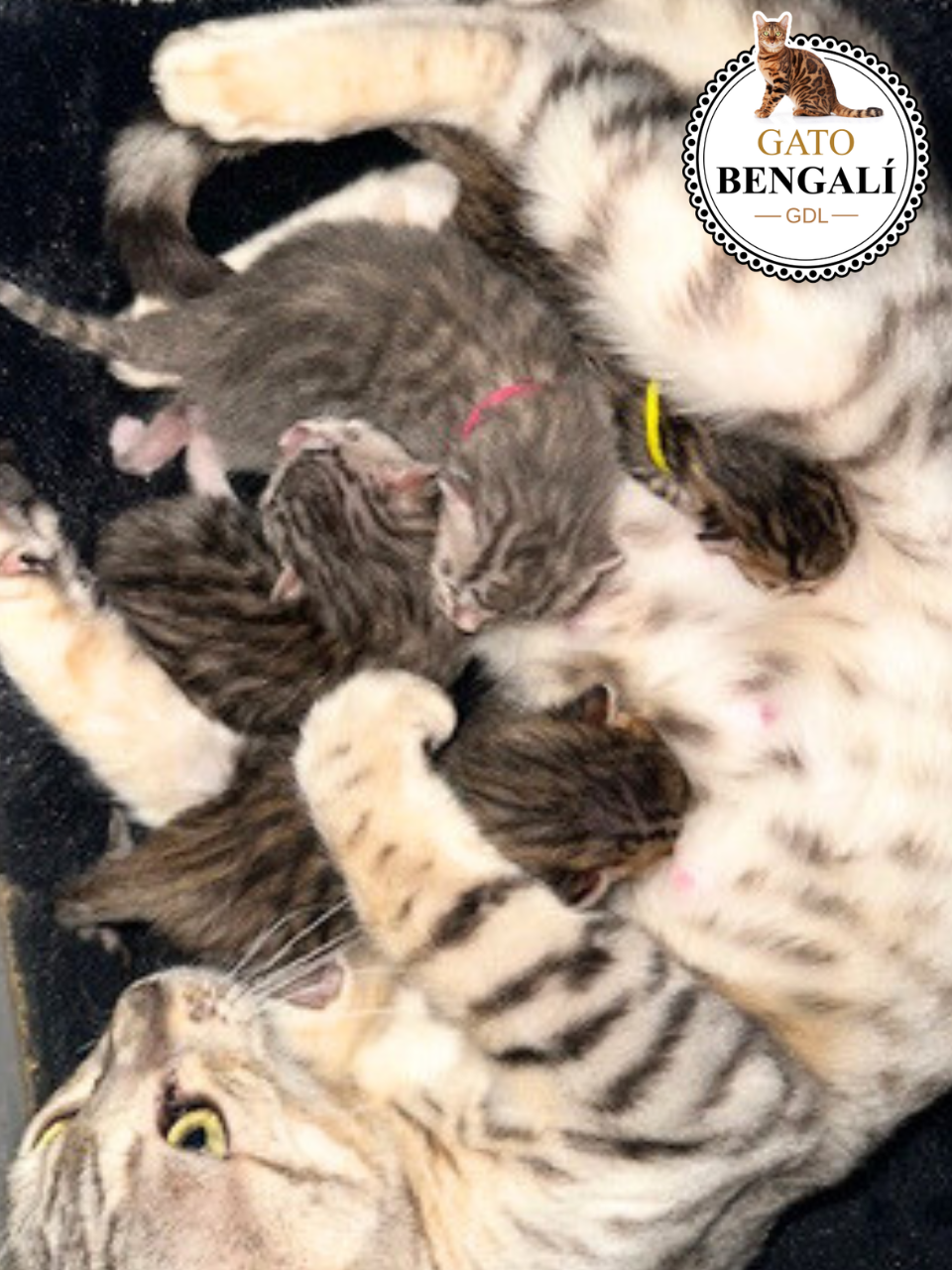 2. Camada de Nieve y Leo - Imagen 2