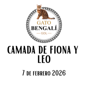 1. Camada de Fiona y Leo