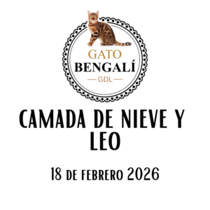 2. Camada de Nieve y Leo