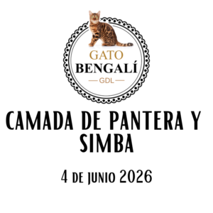 2. Camada De Pantera Y Simba
