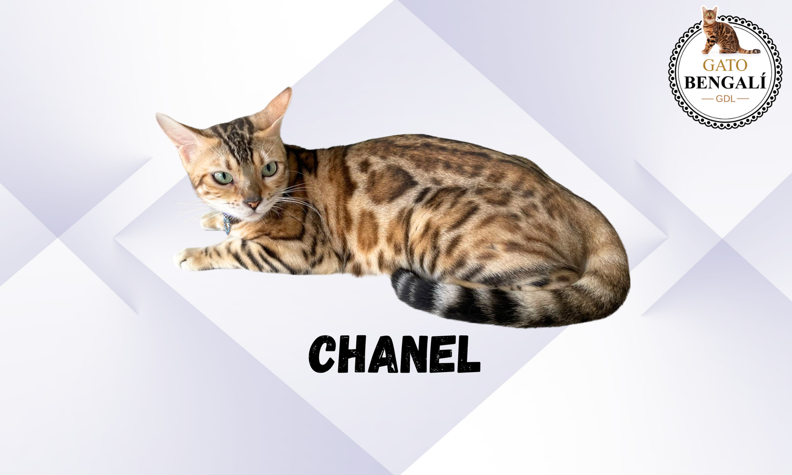 Chanel (8)