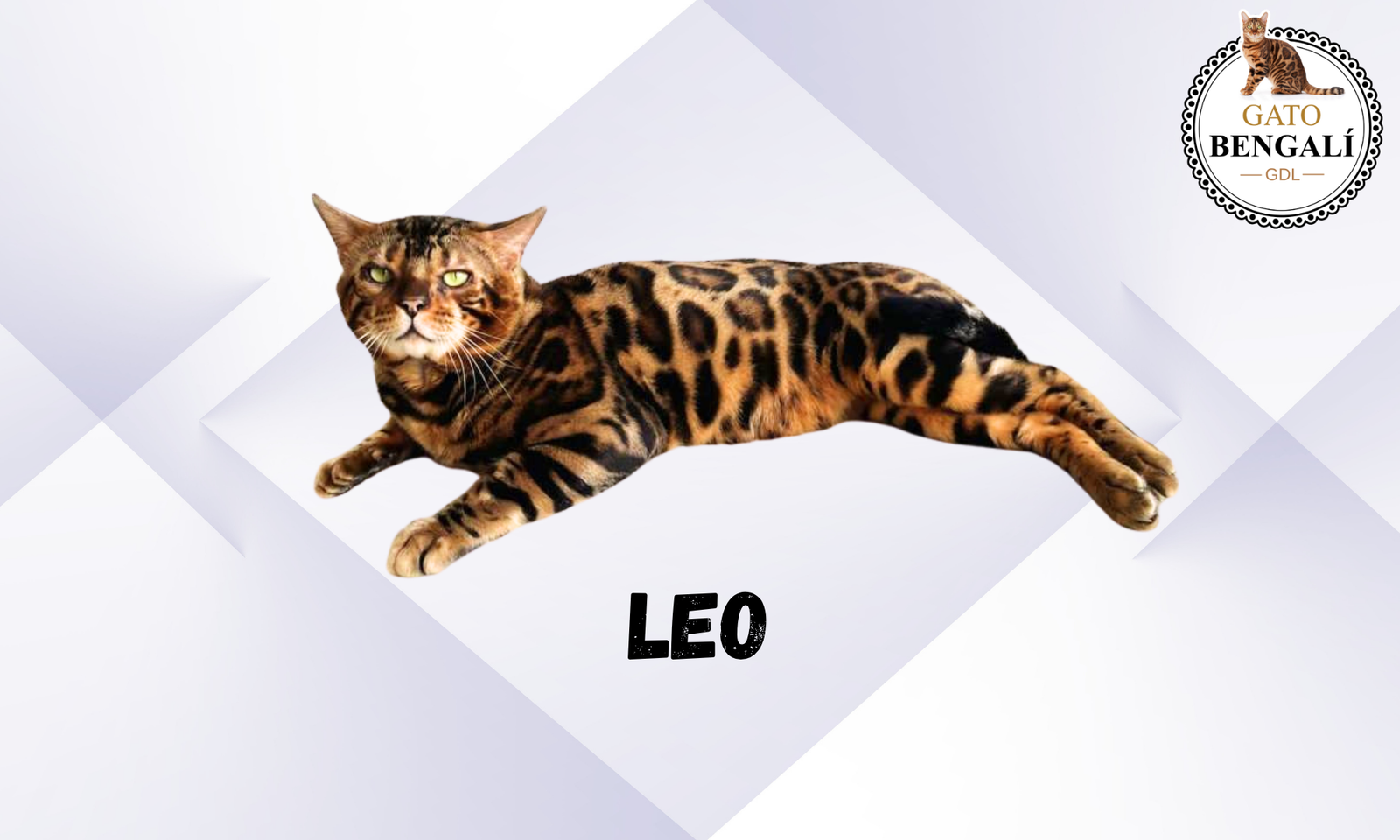 Leo (2)