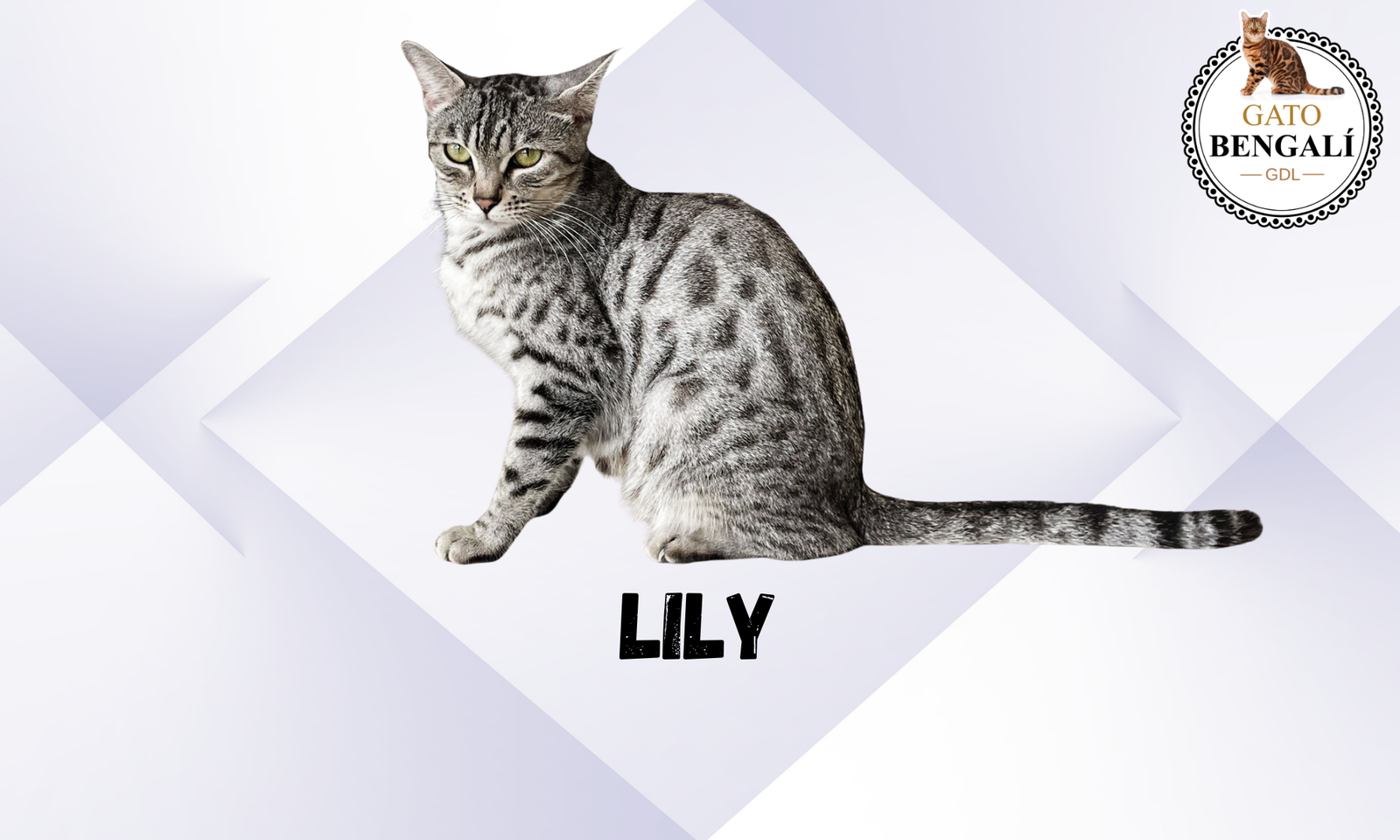 Lily (7)