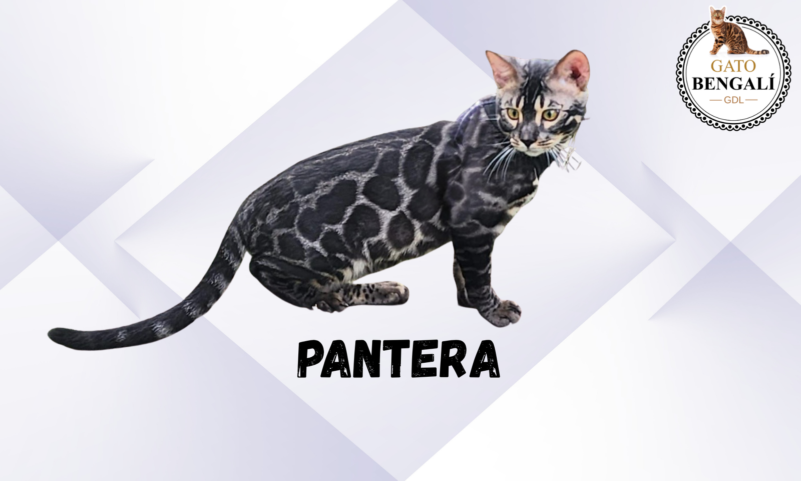 Pantera