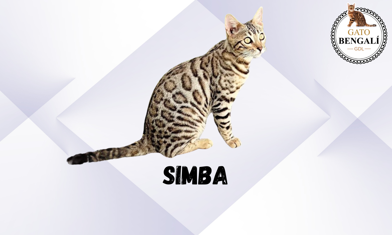 Simba (4)
