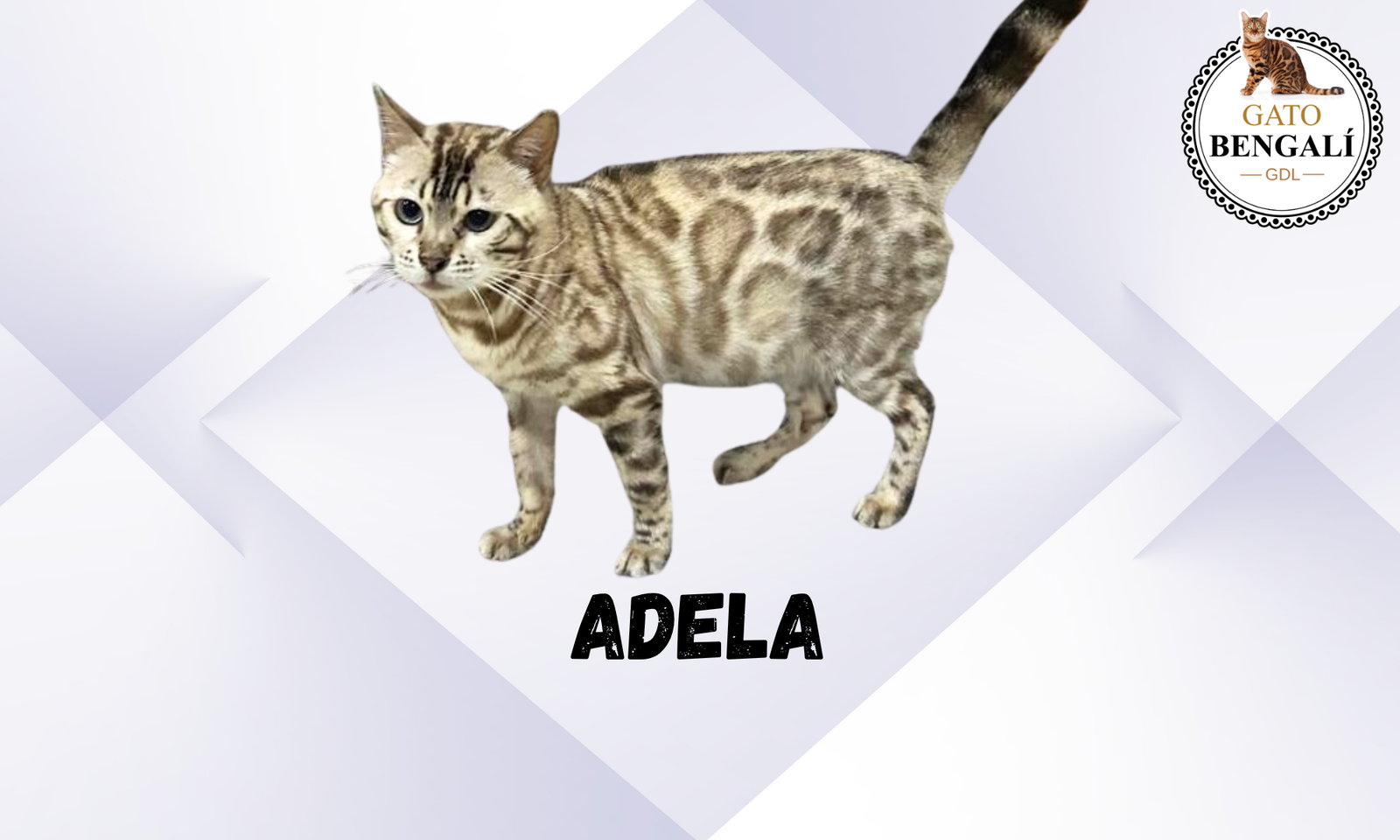 adela (2)