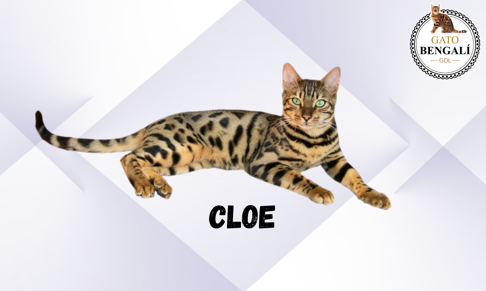 cloe (2)