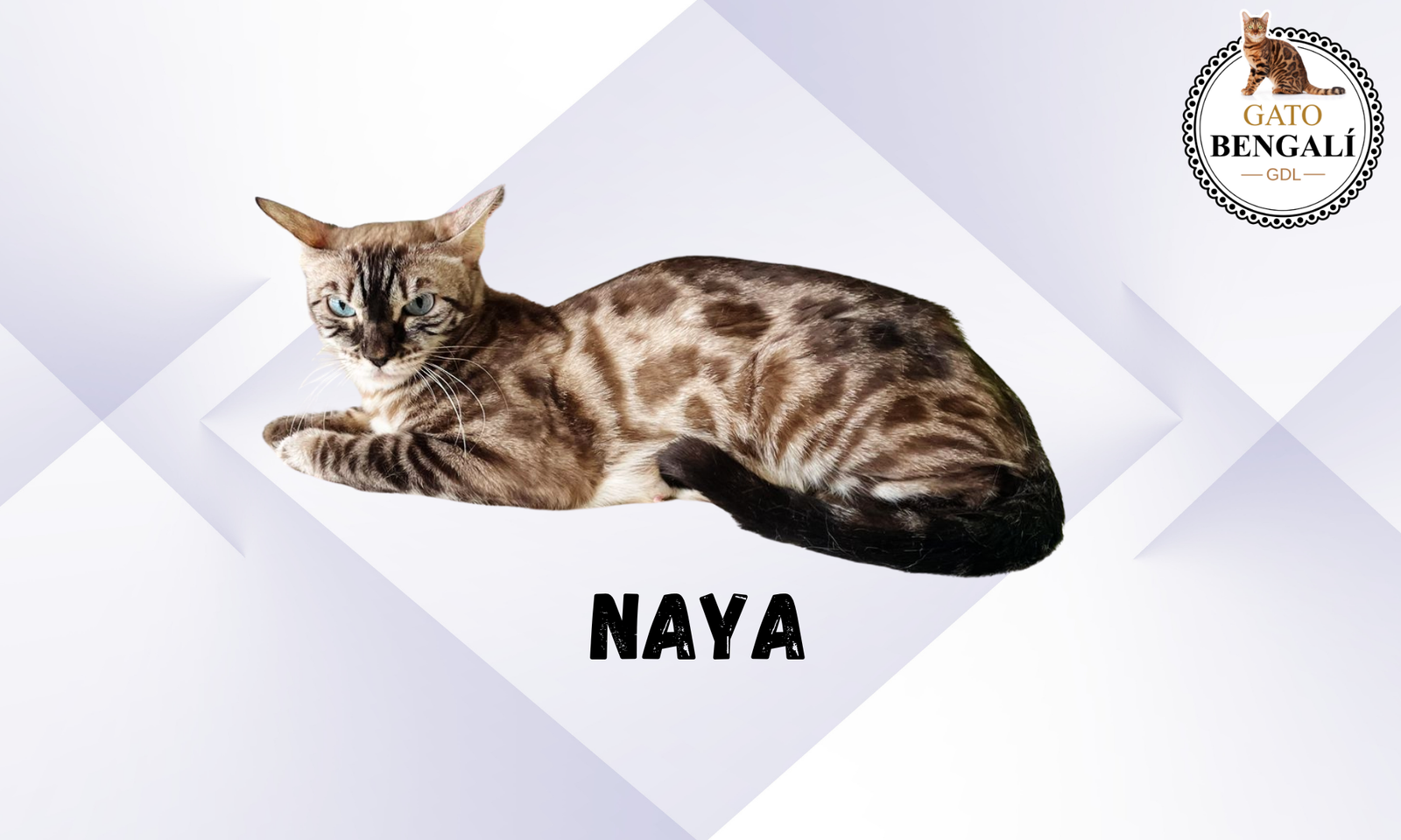 nayaa (1)