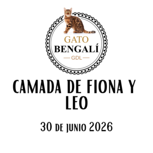 3. Camada de Fiona y Leo
