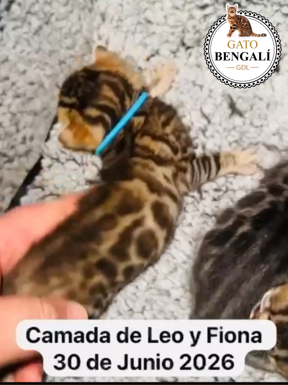 3. Camada de Fiona y Leo - Imagen 2