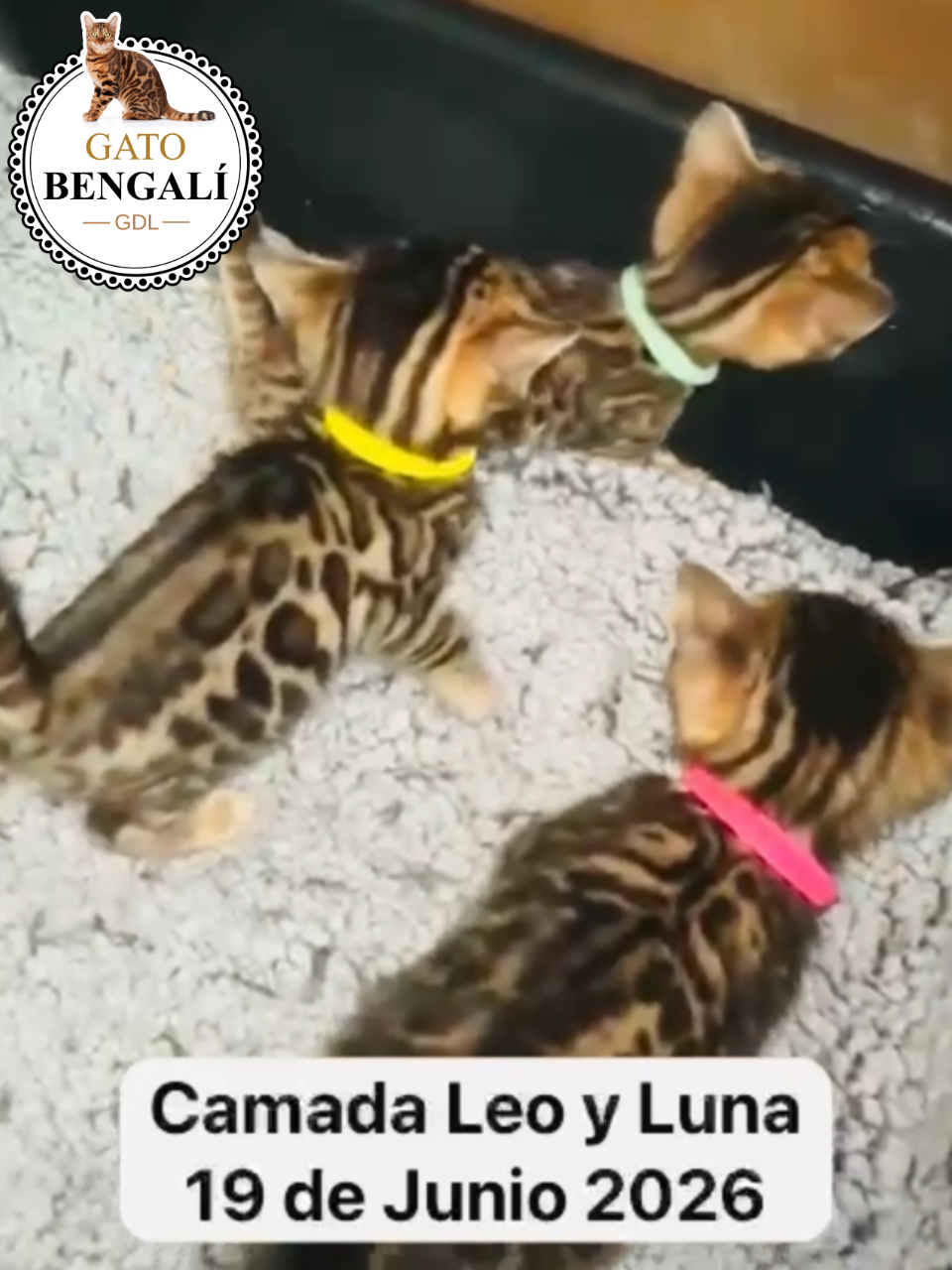 1. Camada de Luna y Leo - Imagen 2