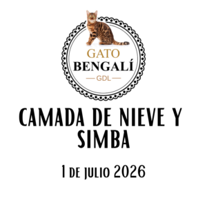 4. Camada de Nieve y Simba
