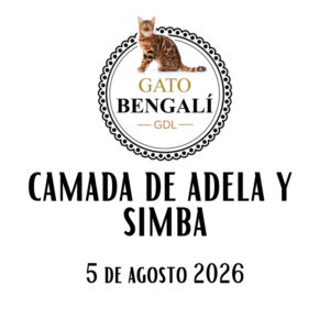 1. Camada de Adela y Simba