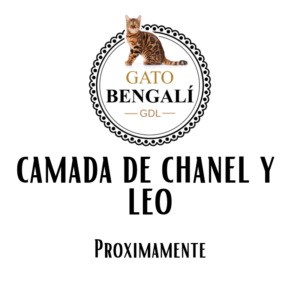 1. Camada de Chanel y Leo