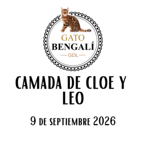 1. Camada de Cloe y Leo